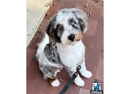 a bernedoodle dog sitting on a brick surface